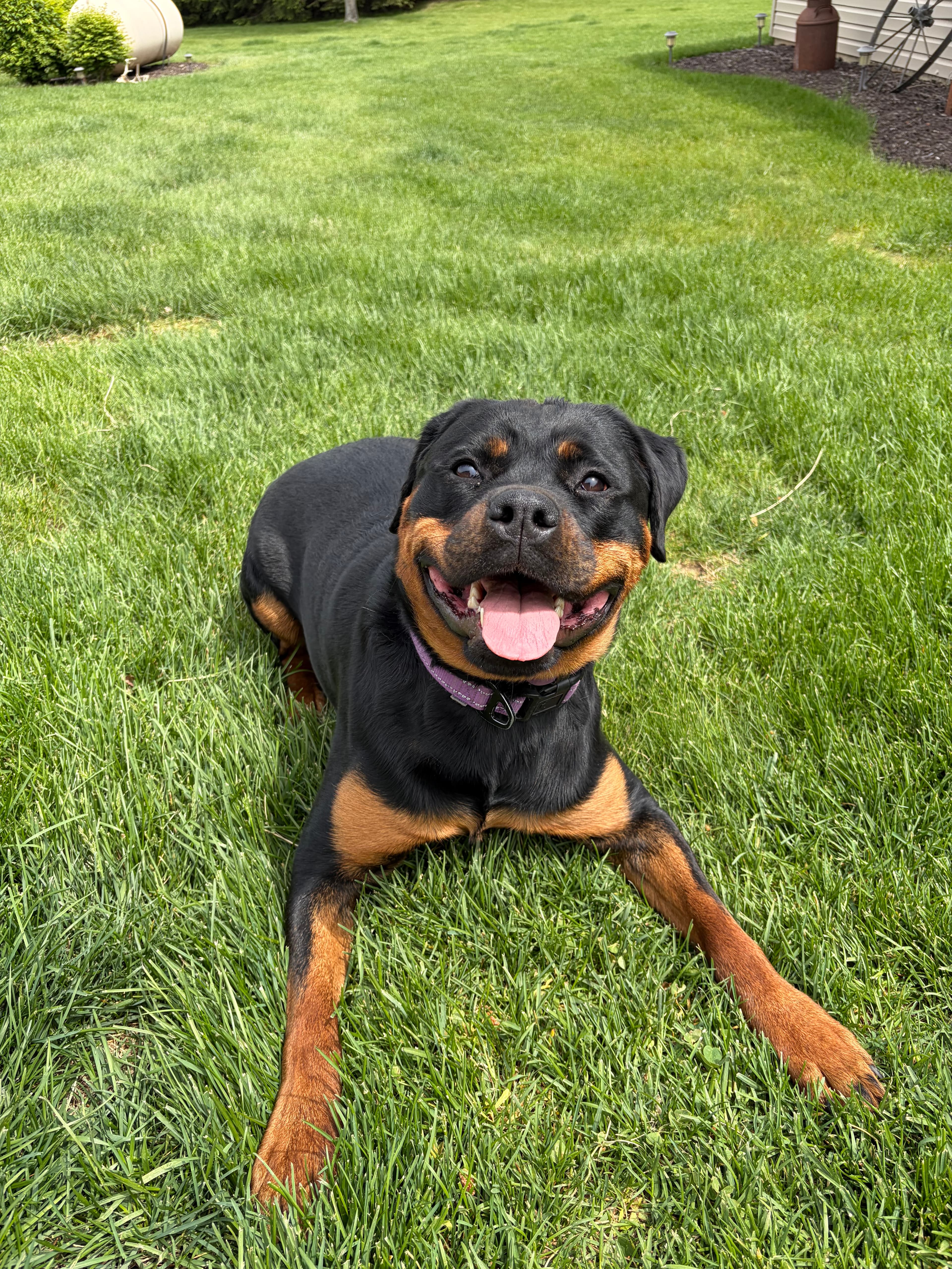 Happy Tails pet