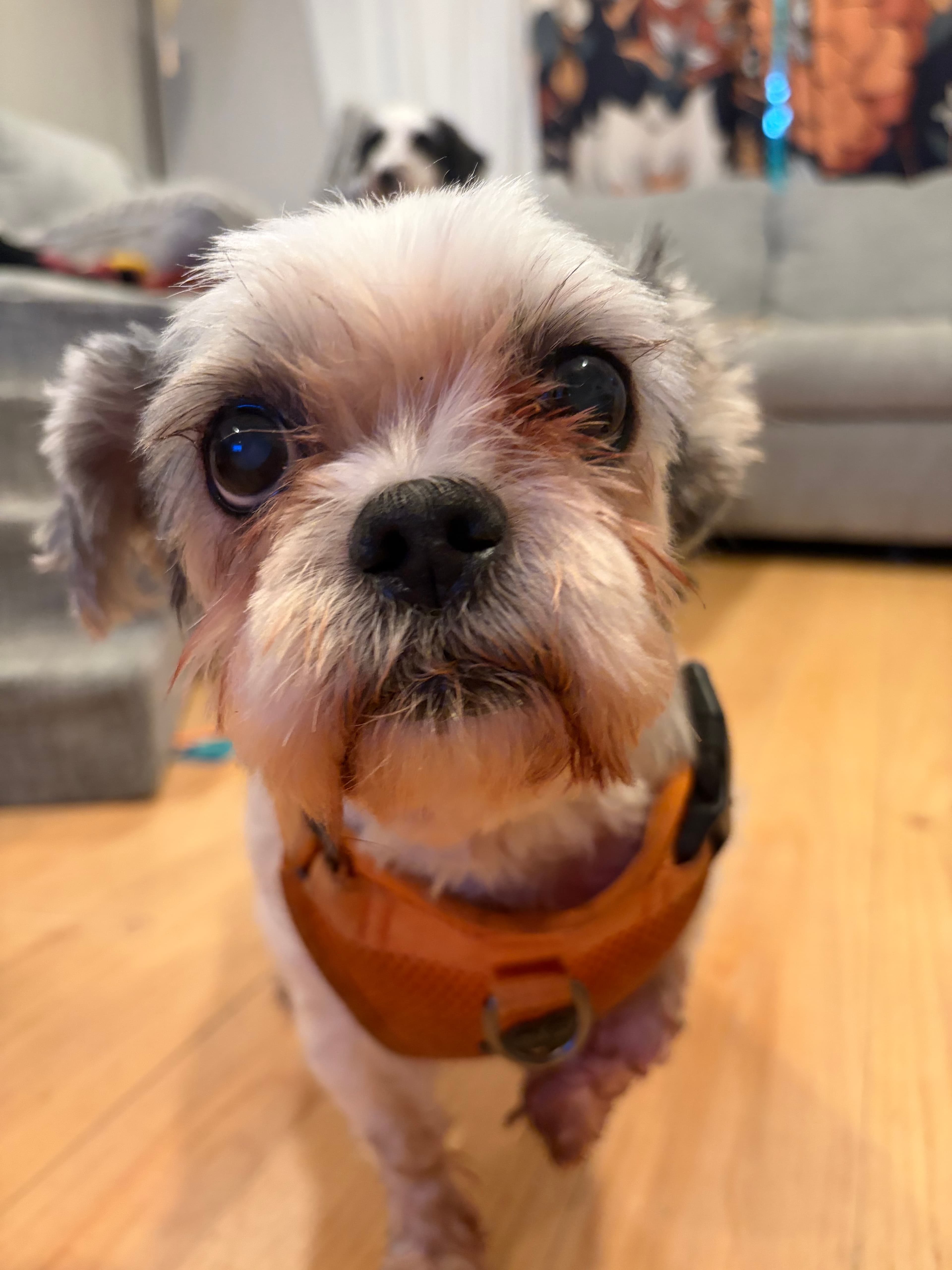 A pet cared for by Happy Tails Pet Care