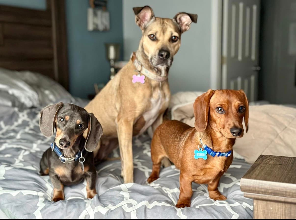 A pet cared for by Happy Tails Pet Care
