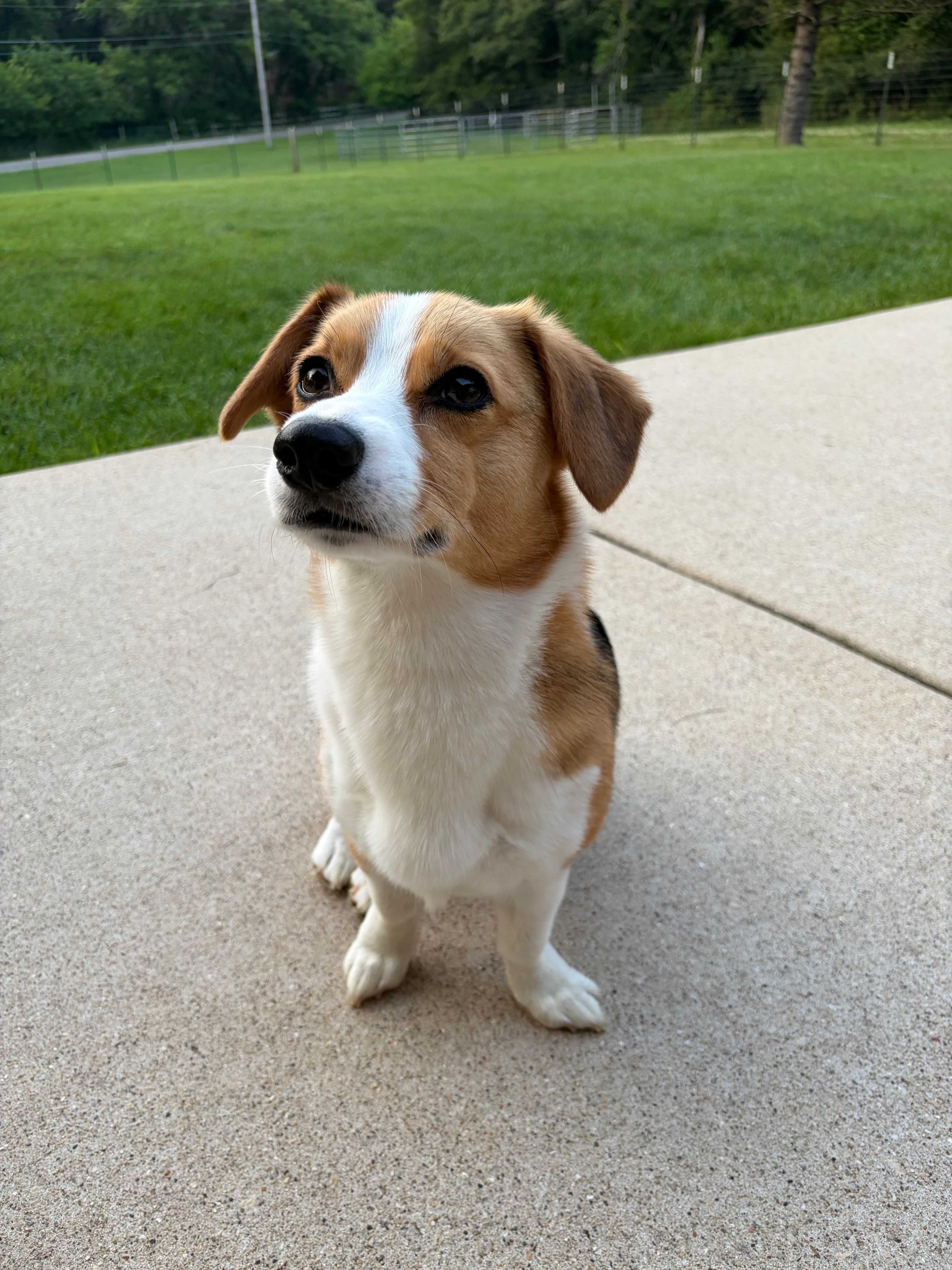 Happy Tails pet