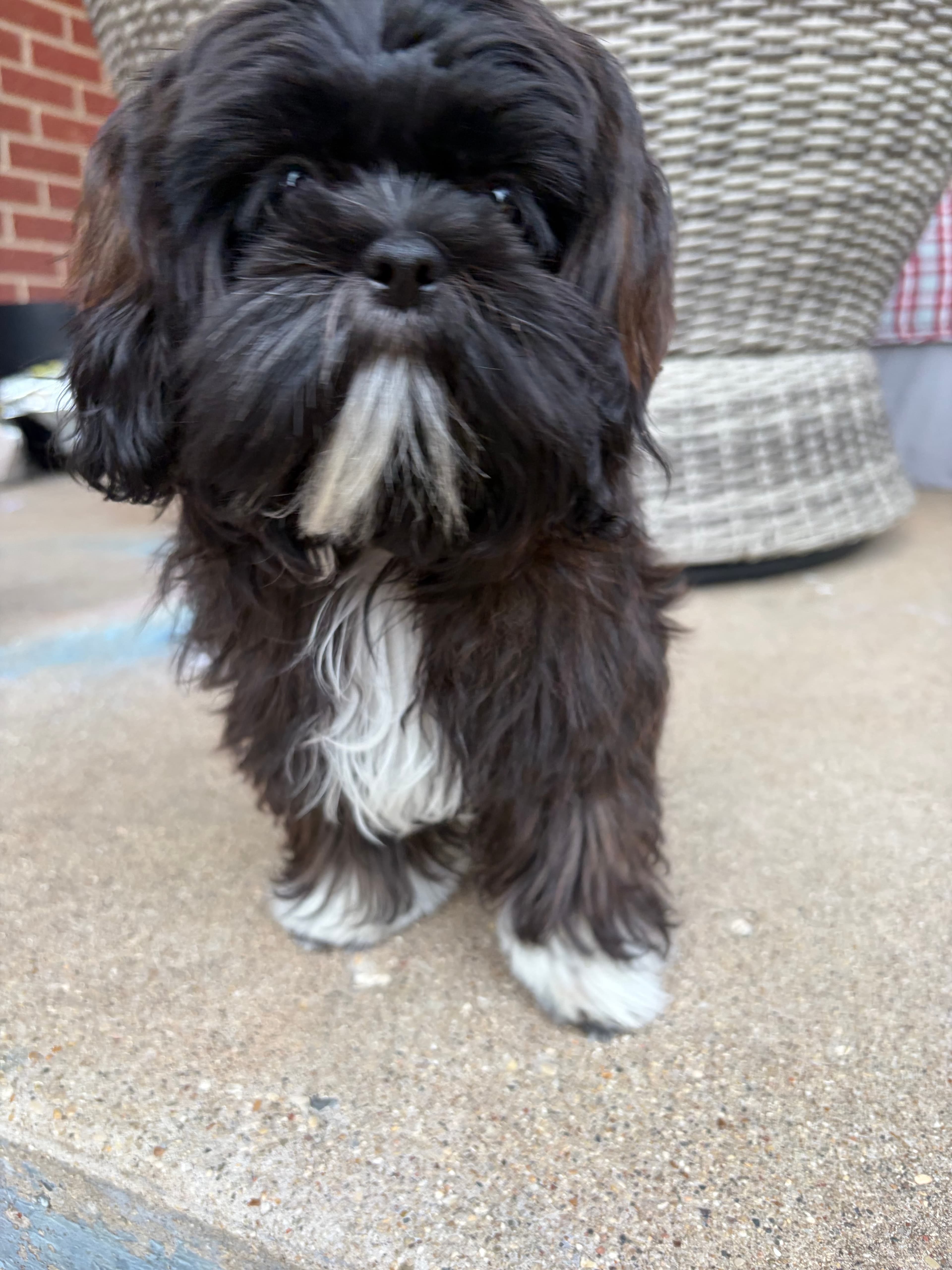 A pet cared for by Happy Tails Pet Care