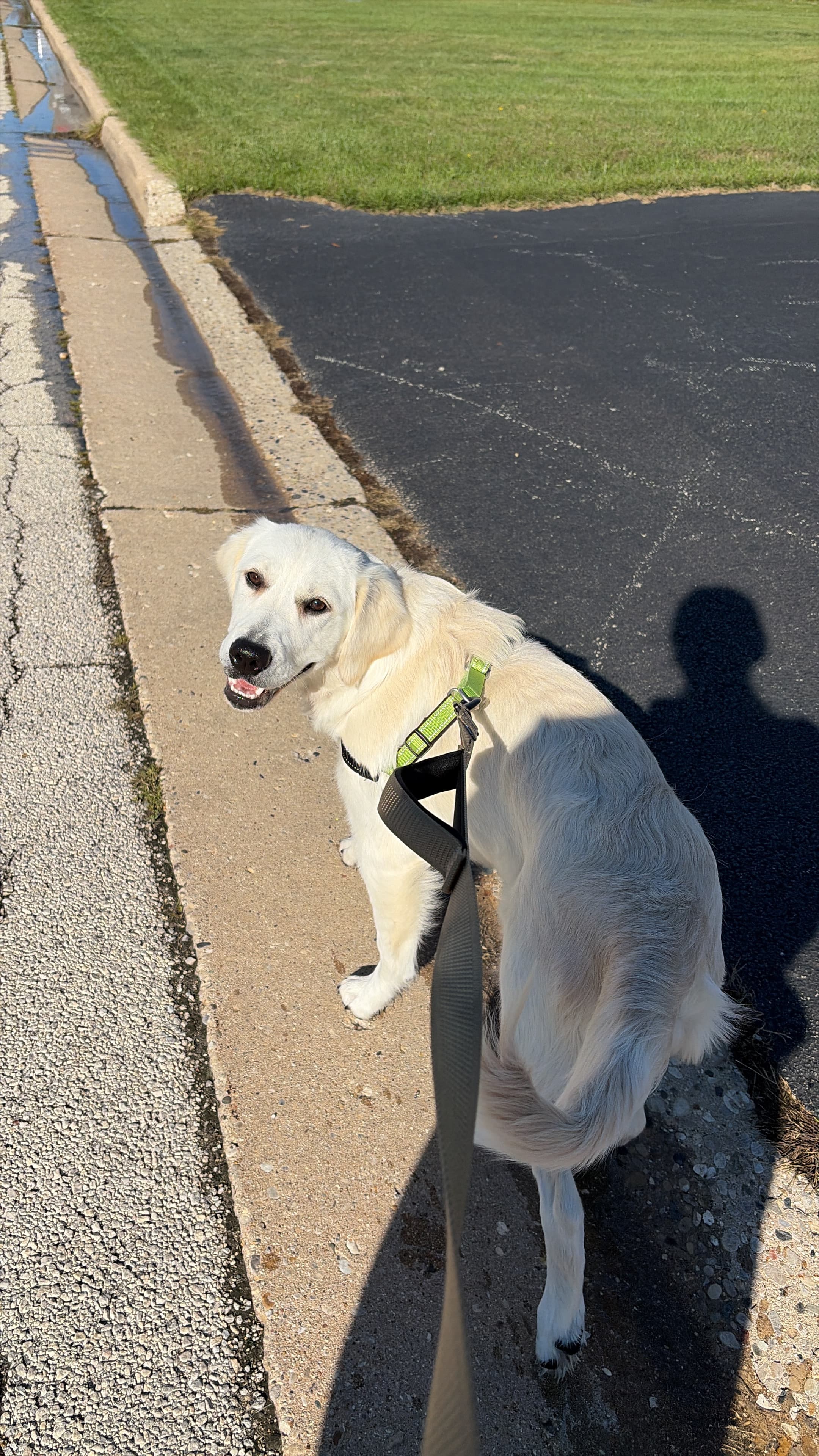 A pet cared for by Happy Tails Pet Care
